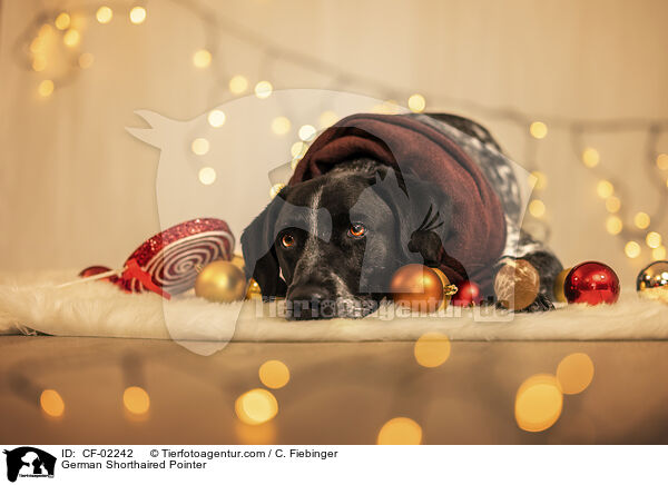 Deutsch Kurzhaar / German Shorthaired Pointer / CF-02242