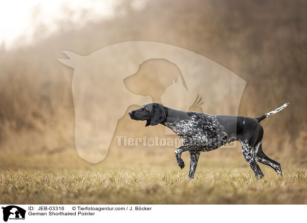 Deutsch Kurzhaar / German Shorthaired Pointer / JEB-03316