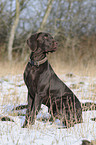 German shorthaired Pointer