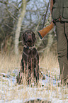 huntsman with German shorthaired Pointer