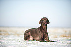 lying German shorthaired Pointer