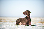 lying German shorthaired Pointer