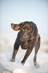 running German shorthaired Pointer