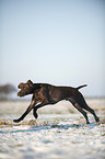 running German shorthaired Pointer