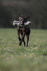 retrieving German shorthaired Pointer
