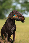 retrieving German shorthaired Pointer