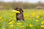 German shorthaired Pointer Puppy
