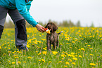 German shorthaired Pointer Puppy