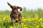 German shorthaired Pointer Puppy