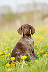 German shorthaired Pointer Puppy