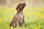 German shorthaired Pointer Puppy