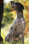 sitting German shorthaired Pointer