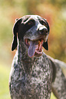 German shorthaired Pointer Portrait