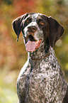 German shorthaired Pointer Portrait