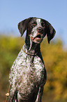 German shorthaired Pointer Portrait