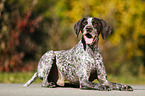 lying German shorthaired Pointer