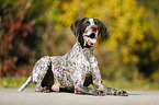 lying German shorthaired Pointer