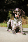 lying German shorthaired Pointer