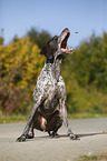German shorthaired Pointer catches treat