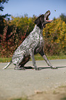 German shorthaired Pointer catches treat