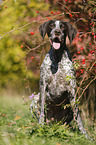 sitting German shorthaired Pointer