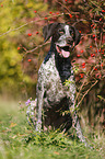 sitting German shorthaired Pointer
