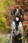 sitting German shorthaired Pointer