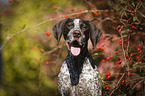 German shorthaired Pointer Portrait