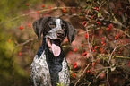 German shorthaired Pointer Portrait