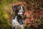 German shorthaired Pointer Portrait