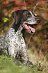 lying German shorthaired Pointer