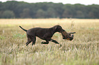 young German shorthaired Pointer