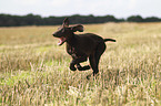 young German shorthaired Pointer