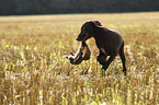 young German shorthaired Pointer