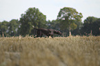 walking German shorthaired Pointer