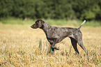 German shorthaired Pointer