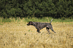 German shorthaired Pointer