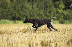 German shorthaired Pointer