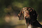 German shorthaired Pointer Portrait