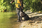 sitting German shorthaired Pointer