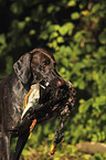 retrieving German shorthaired Pointer