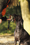 retrieving German shorthaired Pointer