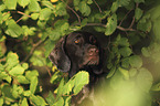 German shorthaired Pointer Portrait