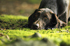 lying German shorthaired Pointer