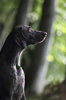 German shorthaired Pointer Portrait