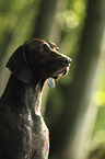 German shorthaired Pointer Portrait