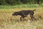 German shorthaired Pointer