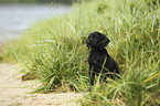 German shorthaired Pointer Puppy