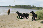 German shorthaired Pointer Puppies
