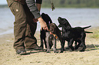 German shorthaired Pointer Puppies